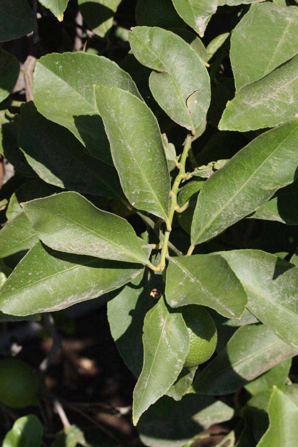              Sun leaves (Riverside, CA)       